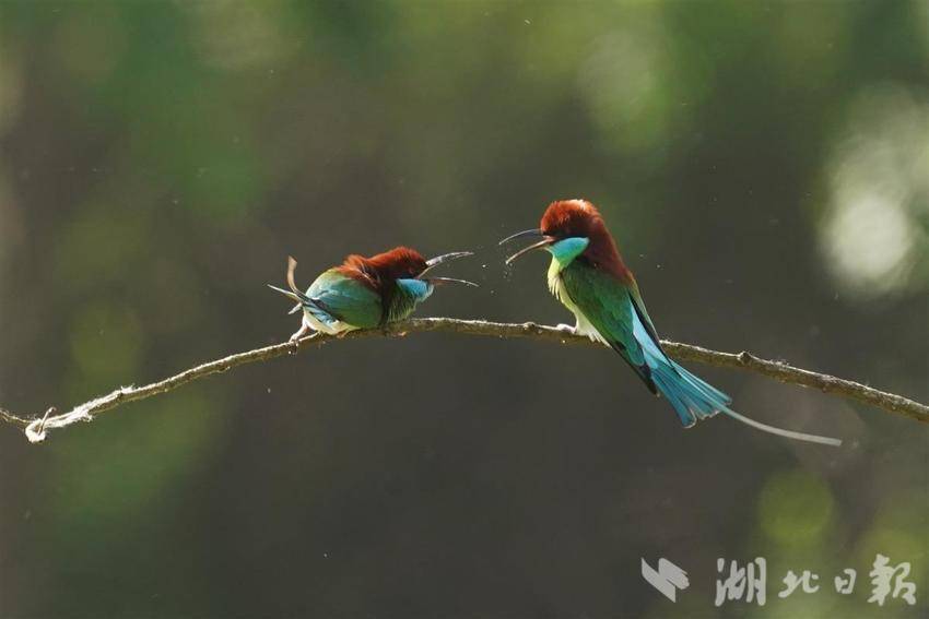 “中国最美小鸟”飞回湖北红安