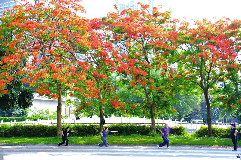 凤凰花开红似火 惊艳初夏美出圈