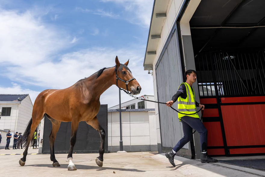 Second International Equestrian Open Will Kick off in June in Hangzhou Tonglu with Racehorses Touching down in Tonglu_fororder_图片1