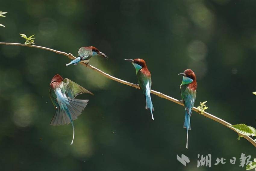 “中国最美小鸟”飞回湖北红安