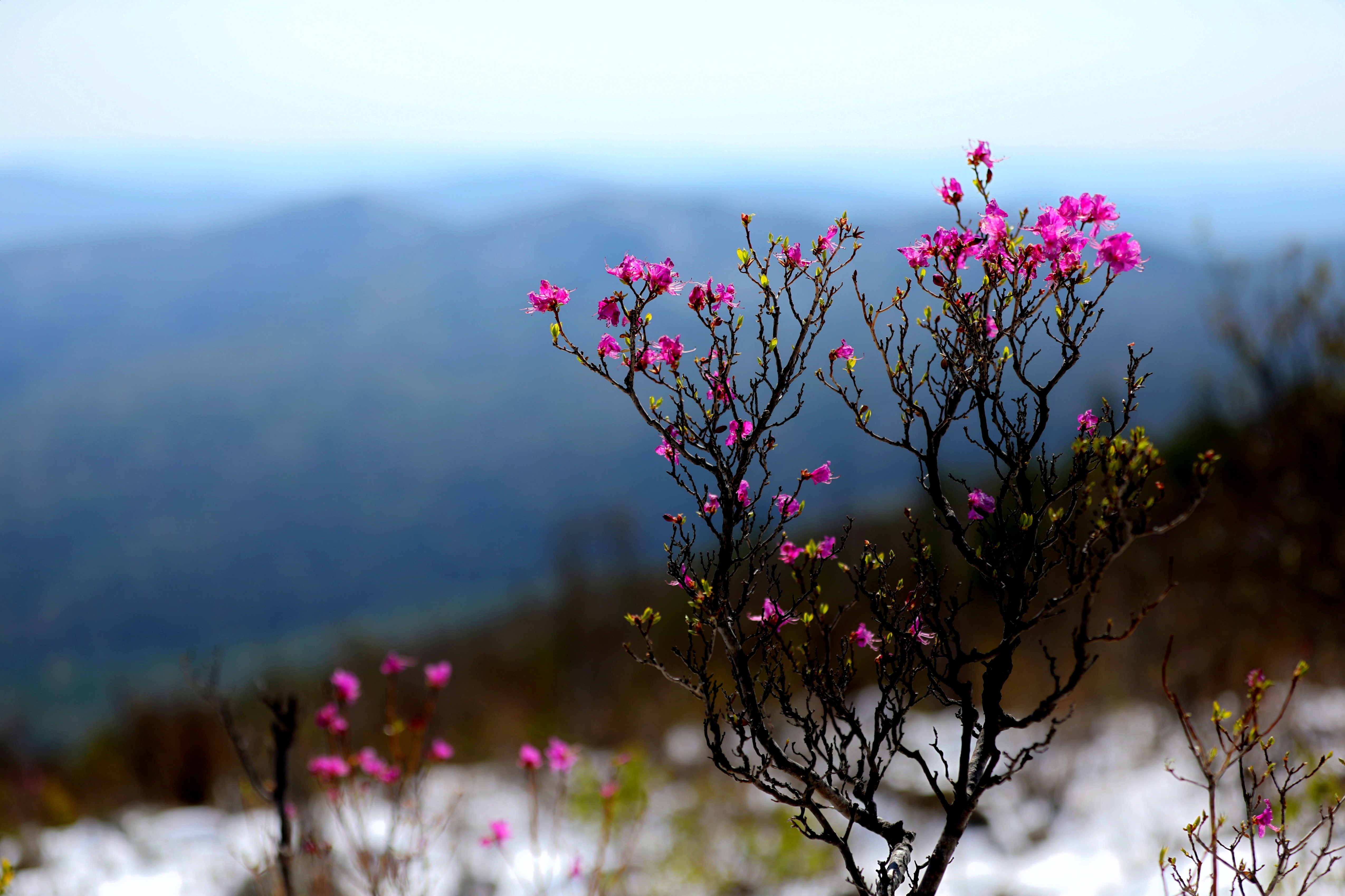 阿荣旗现五月杜鹃浴雪绝景_fororder_微信图片_20240514151536