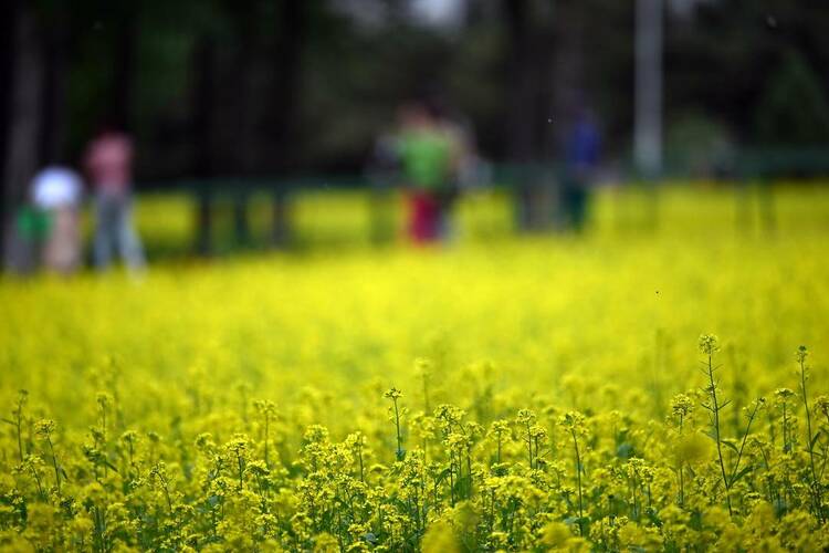 沈阳：油菜花开满地金