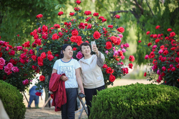 제34회 라이저우 월계화 축제 개막_fororder_图片2