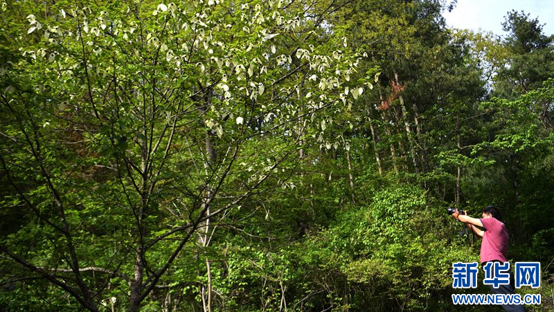 湖北保康：珙桐盛开，珍稀“鸽子树”再现风采