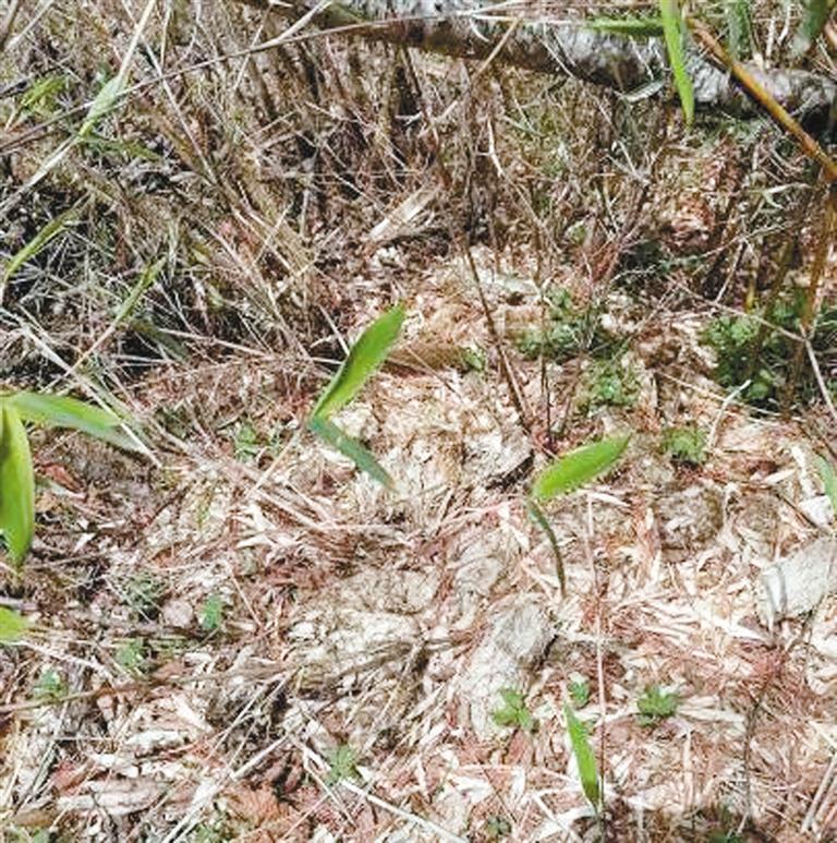 终南林场管护区首次发现野生大熊猫痕迹_fororder_微信图片_20240517093700