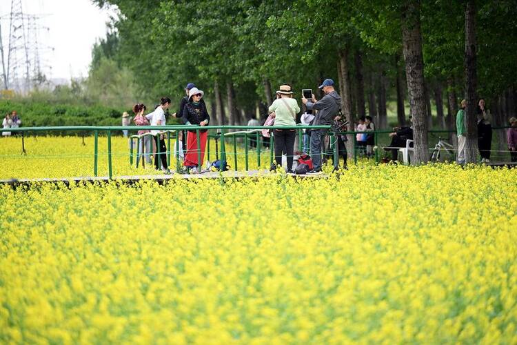 沈阳：油菜花开满地金