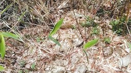 终南林场管护区首次发现野生大熊猫痕迹