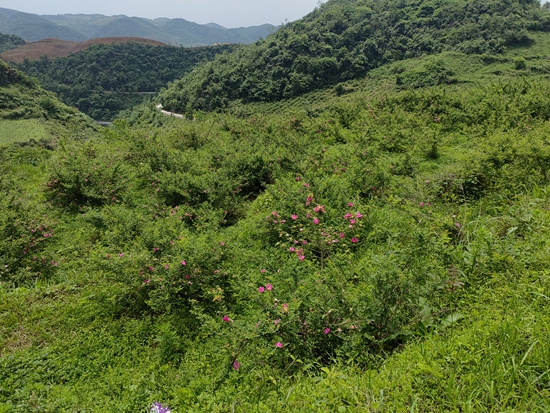 贵州瓮安：刺梨花开产业兴 助农增收有“钱”景_fororder_永和镇白水河社区刺梨基地刺梨花盛开1