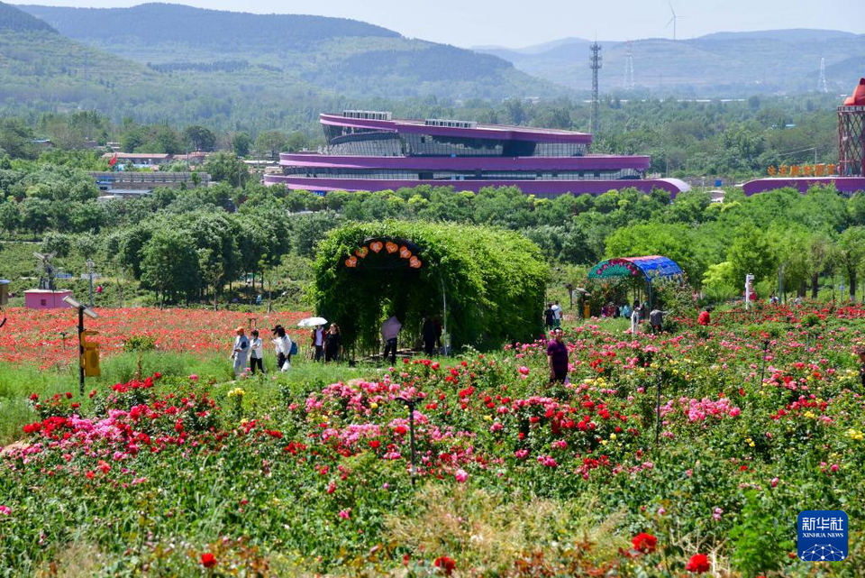 山东平阴：产业融合 绽放“花经济”