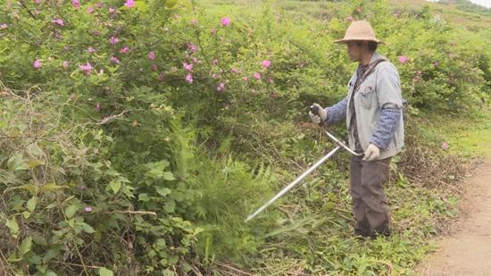 贵州瓮安：刺梨花开产业兴 助农增收有“钱”景_fororder_基地管护人员进行除草