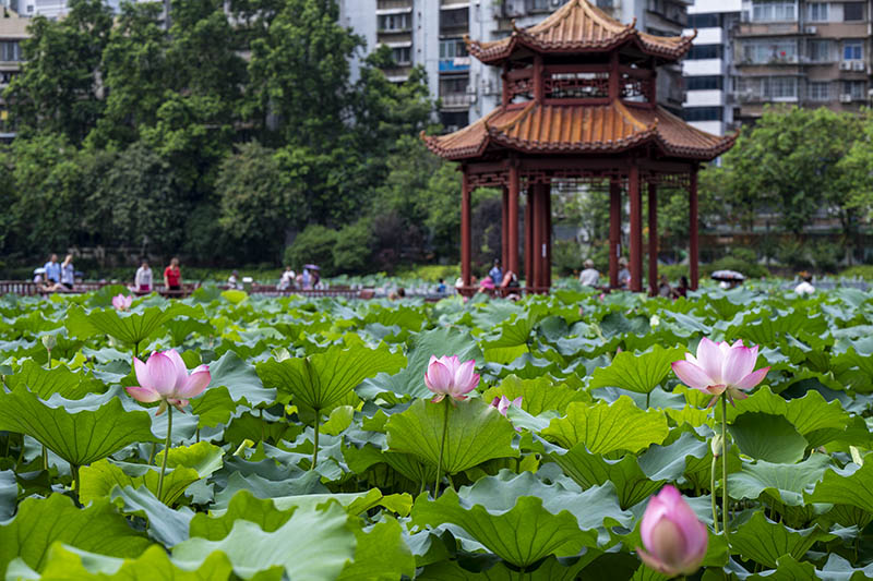 广西梧州：夏荷飘香醉游人