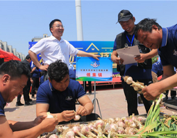 2024开封（杞县）乡村文化节“蒜”出乡村振兴新气象