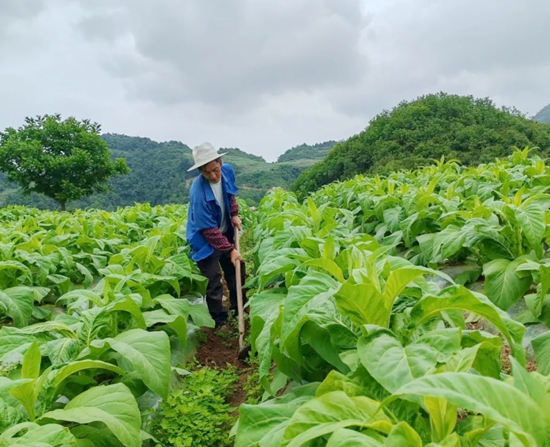 六盘水市水城区：抢抓时节促生产 万亩烤烟管护忙_fororder_640 (1)