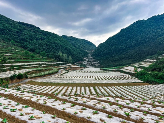 贵州威宁：铺好“产业路” 开启乡村振兴“快车道”_fororder_5月14日，产业路两旁，地里的烤烟已移栽完成。（汪仟 摄）