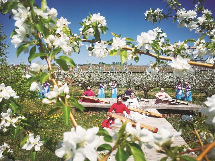 龙井市：朵朵梨花竞相绽放_fororder_吉林梨花