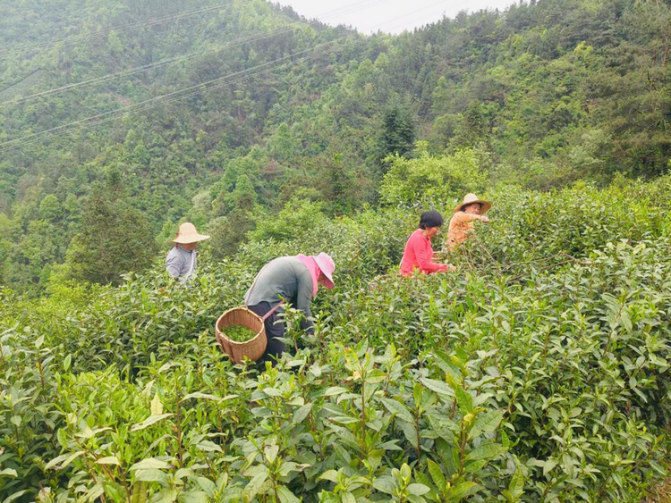 黄山市徽州区：龙头企业带动乡村产业  绿色叶子致富山区群众_fororder_图片3