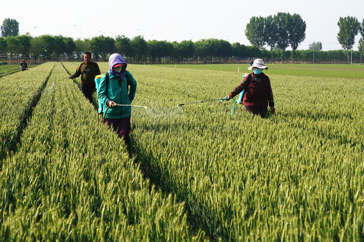 唐山开平：加强小麦管护 确保夏粮丰收_fororder_DSC02529.JPG