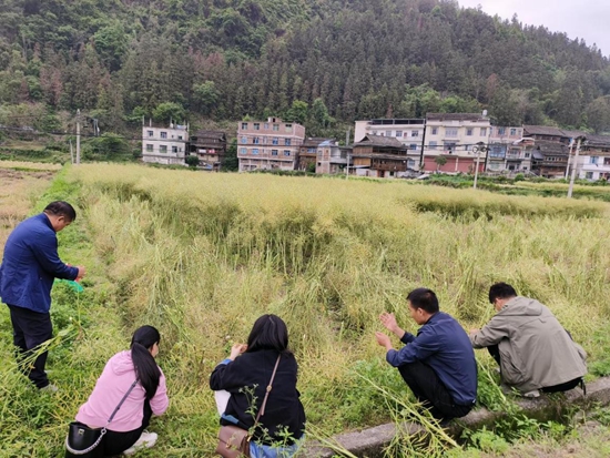 贵州黎平：春耕生产忙 油菜喜丰收_fororder_黎平县农技干部在到四寨坝区油菜地测产