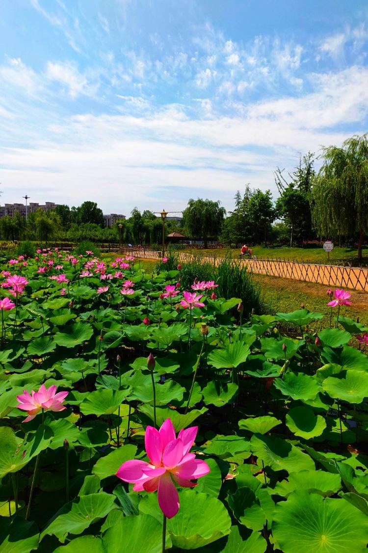 夏日顶流来了，日照赏荷地图请收好