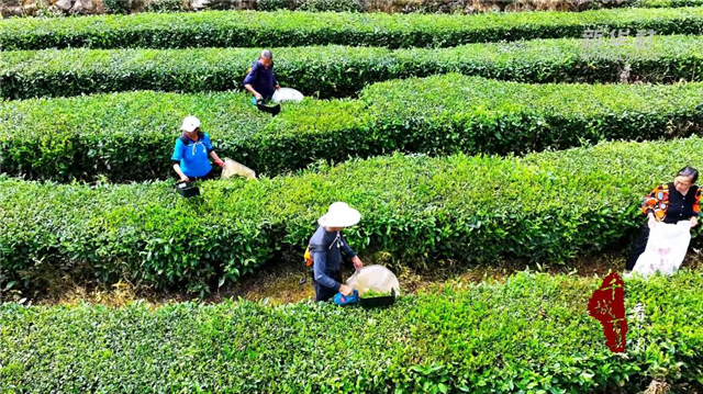 千城百县看中国｜湖北巴东：夏茶采摘忙_fororder_微信图片_20240621092441