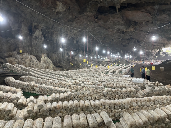 贵州瓮安：因地制宜大力发展山洞食用菌产业_fororder_1