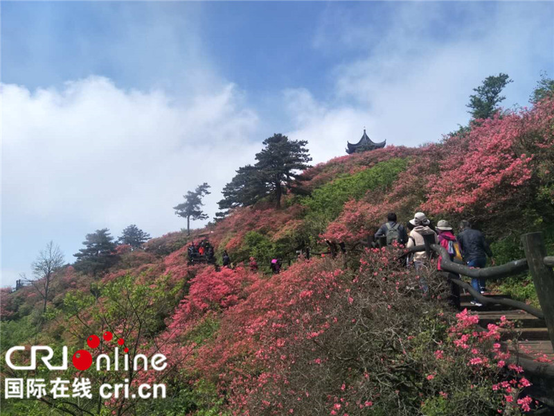 （存当中）湖北麻城第六届杜鹃节成为“五一游”热点