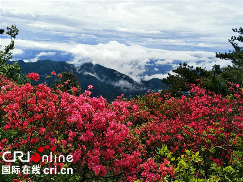 （存当中）湖北麻城第六届杜鹃节成为“五一游”热点