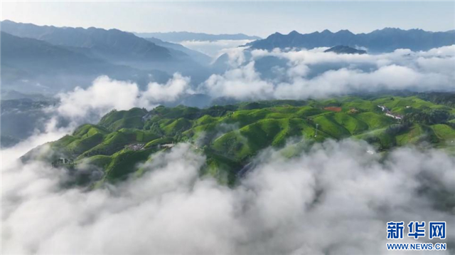 美！雨后茶园似仙境