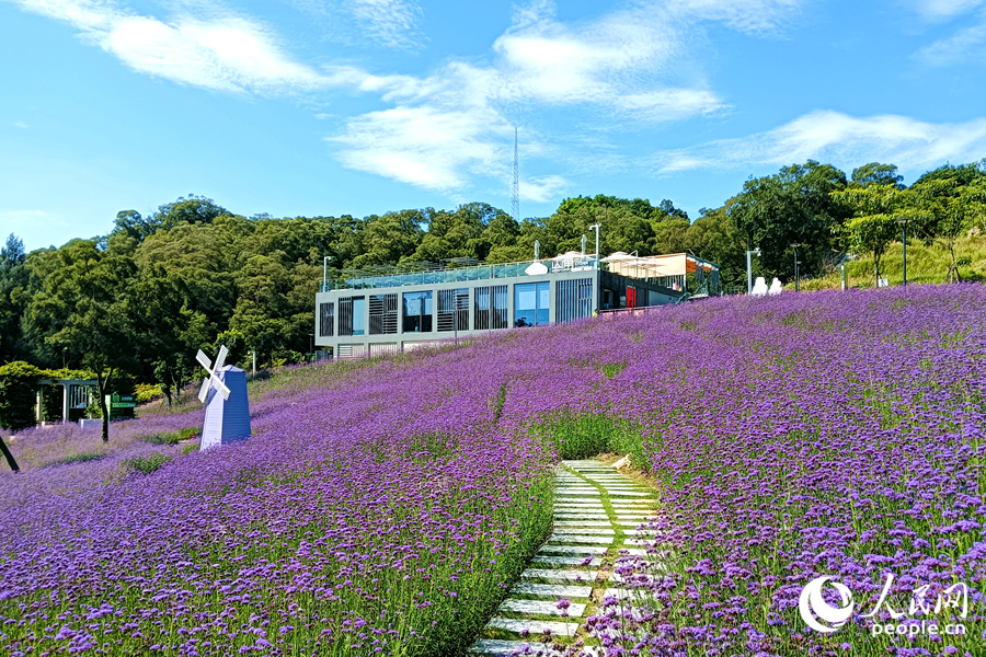 层层叠叠、依山绽放  厦门东坪山浪漫花海惹人醉