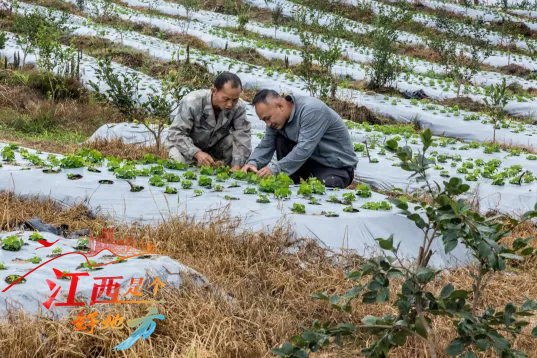 【江西是个好地方】乐安：茶药“联姻”收益丰_fororder_图片14