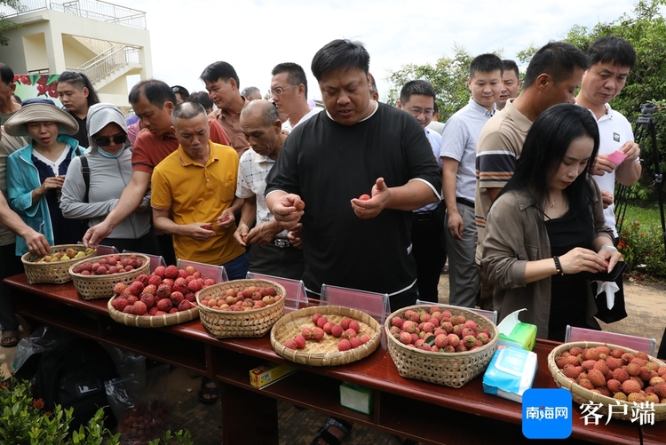 谁最受欢迎？海南60余份荔枝新品种资源展示品鉴_fororder_00323189352_7186b0aa