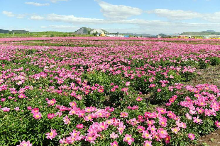 朝阳：花海如画客自来