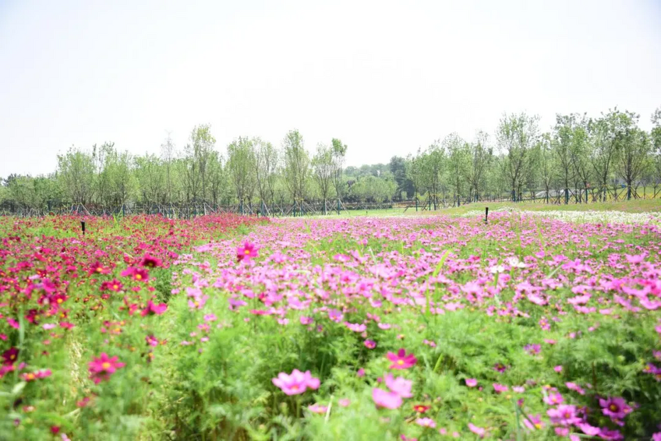 【镜观陕西·第21期】秦汉新城秦陌花塘百亩花海惊艳盛放_fororder_图片5