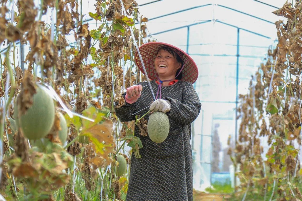 广西天等龙茗镇：哈密瓜“甜蜜”上市_fororder_图片11