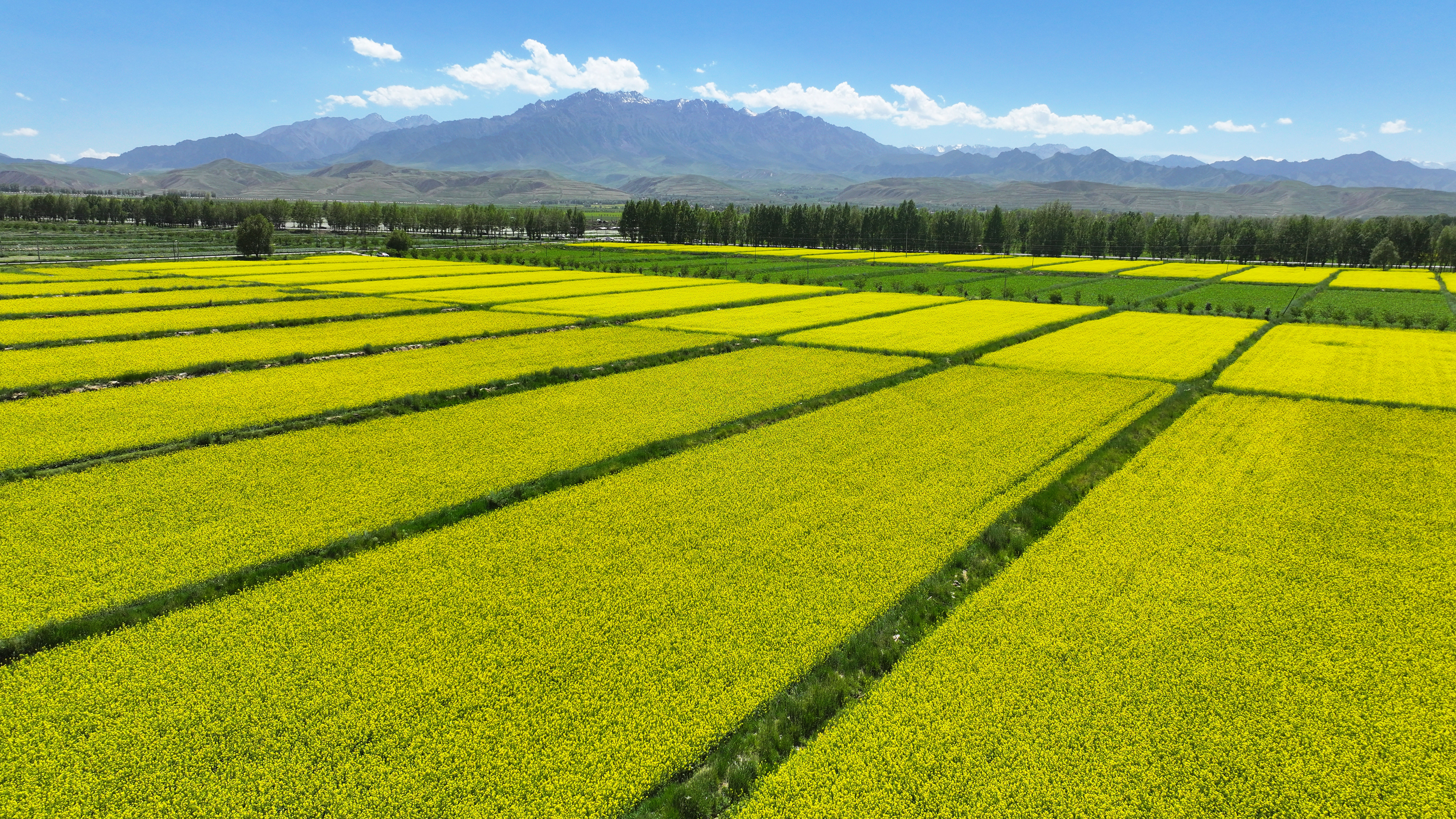 【原创】甘肃张掖民乐：夏日慢时光 油菜花竞开_fororder_DJI_20240624152028_0386_D.JPG