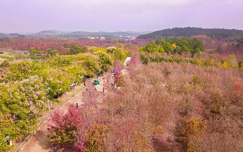 （供稿 旅游列表 三吴大地南京 移动版）第二届国际慢城红枫节在南京高淳开幕