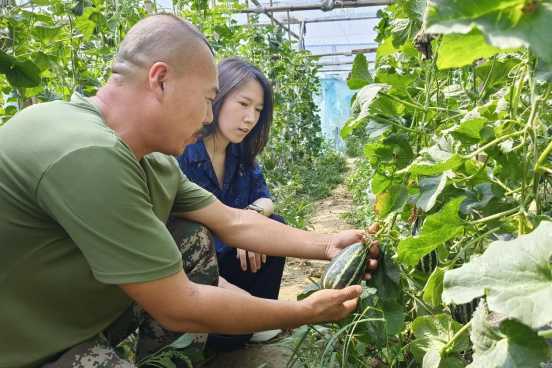 河北徐水：“水立方”里收获忙 致富路上瓜果香_fororder_河北徐水：“水立方”里收获忙 致富路上瓜果香(1)128