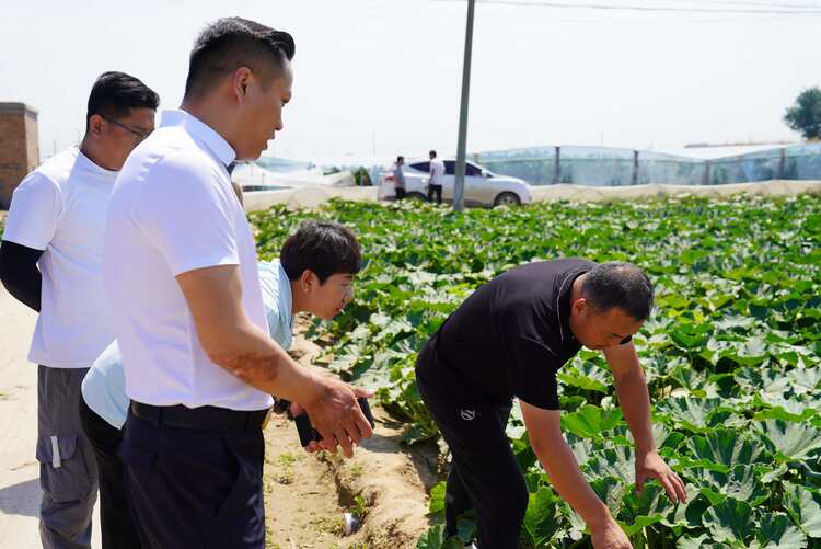 河北清苑：聚力产销对接 促进产业转型_fororder_镇村干部、首衡保定国际农产品交易中心负责人和清苑区农业农村局农技人员查看南瓜生长情况。摄影 王磊