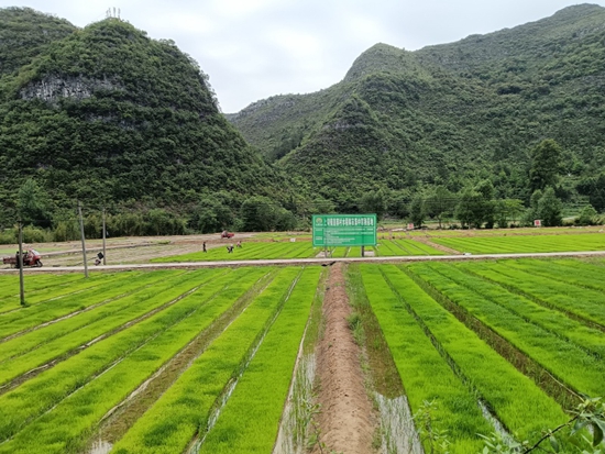 贵州独山：种田有道 水稻机插秧助农减负增收_fororder_20240517165950-2ZcvZW-