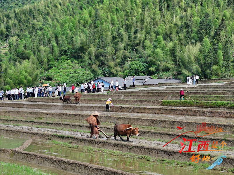 “江西是个好地方——上堡梯田云上开犁”网络主题宣传活动启动_fororder_微信图片_20240530152709