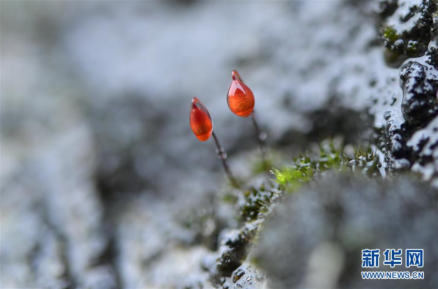 湖北宣恩：土苗山乡生态美