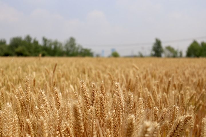 江苏：夏麦丰收开镰忙