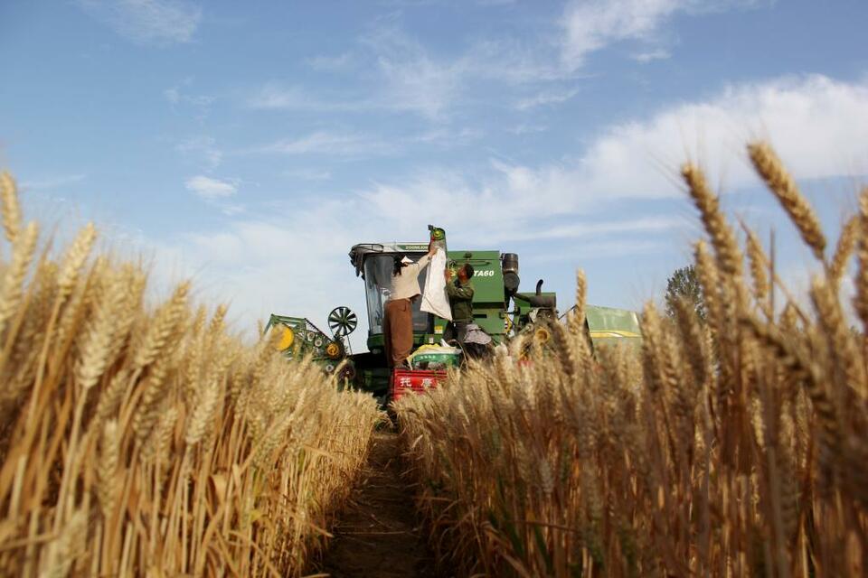 河南省麦收过半 夏播已陆续展开