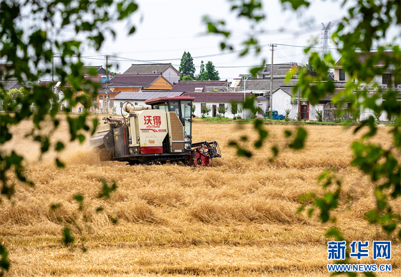 江苏兴化：小麦收获忙碌 奏响丰收乐章_fororder_202407020ff15ce25dc946dba9b78c65c2108c3d_202407012911ae404c16428b90c0ebb964cb64d4