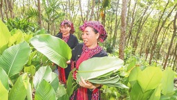 又是一年端午至——多滋海南粽 何处风味香