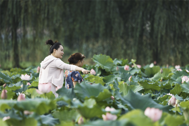 湖北南漳：“荷”你相遇 美在当“夏”_fororder_微信图片_20240703104051