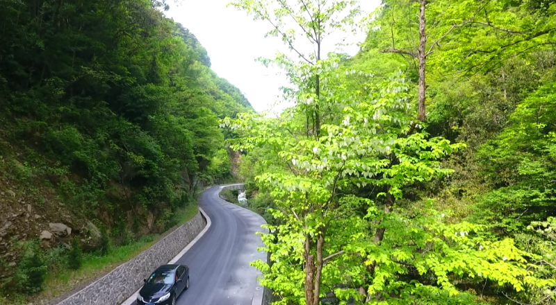 【渝情渝景】城口县发现大面积野生珙桐群落开花