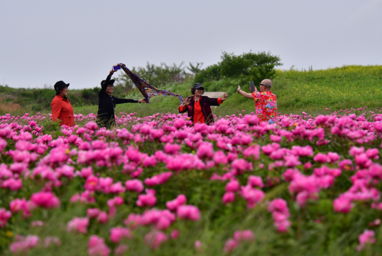 东港北井子镇：芍药花开惹人醉，姹紫嫣红入画来