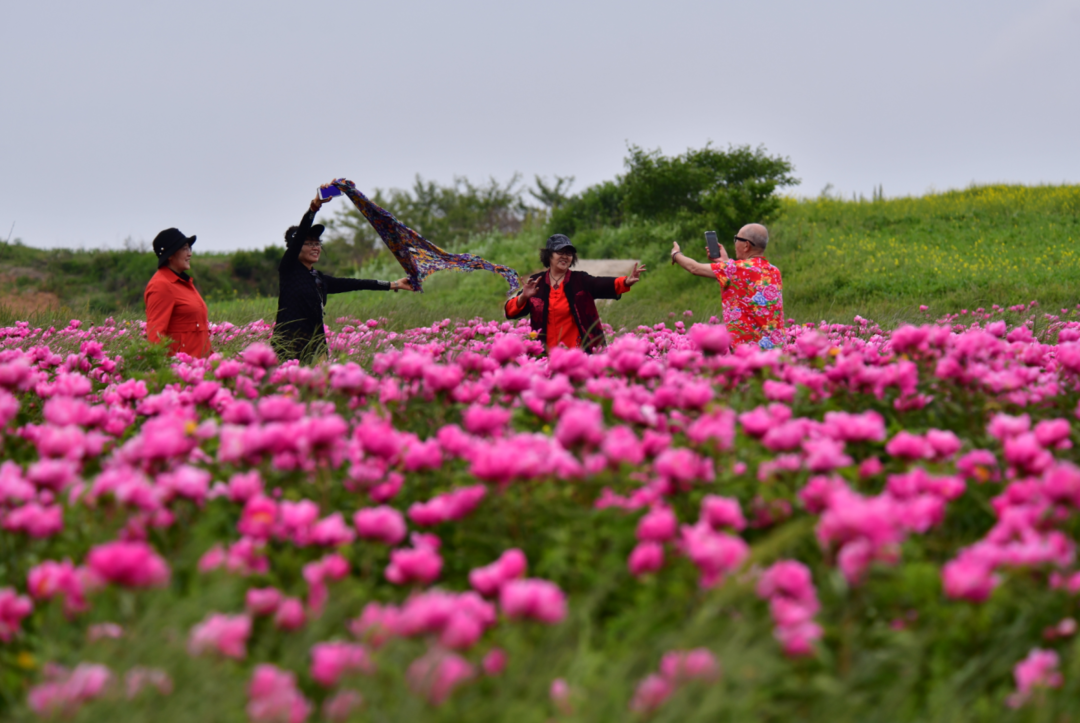 东港北井子镇：芍药花开惹人醉，姹紫嫣红入画来