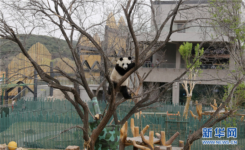 图片默认标题